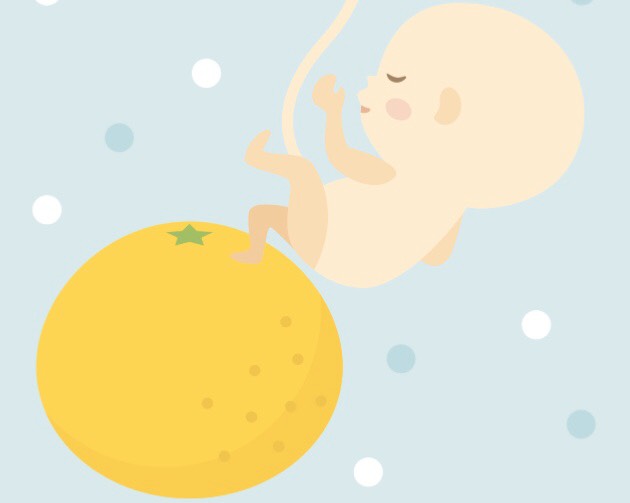 妊娠19週　赤ちゃん　大きさ　イラスト