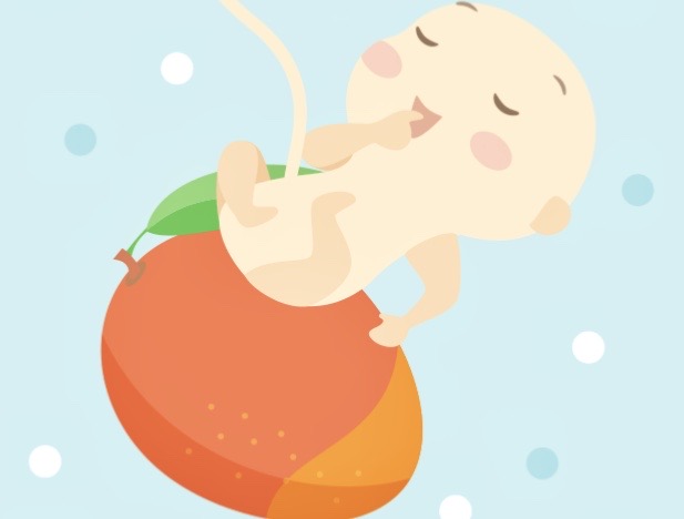妊娠22週　赤ちゃんの大きさ　イラスト　マンゴー