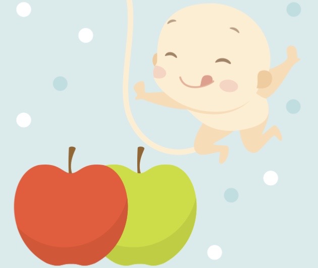 妊娠23週　赤ちゃんの大きさ　イラスト　リンゴ