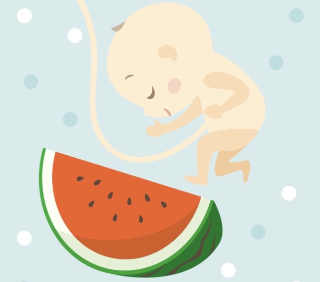 妊娠25週　赤ちゃん　イラスト